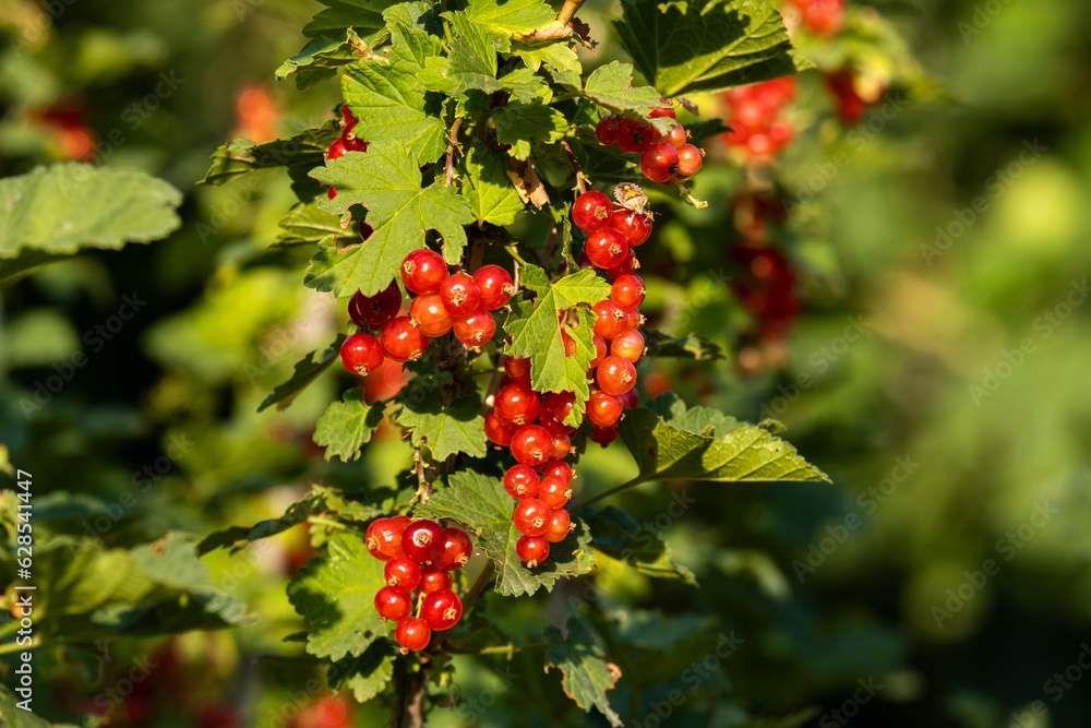 Ripe red currant on a bush in the garden. Organic, Environmentally friendly berry in the garden.