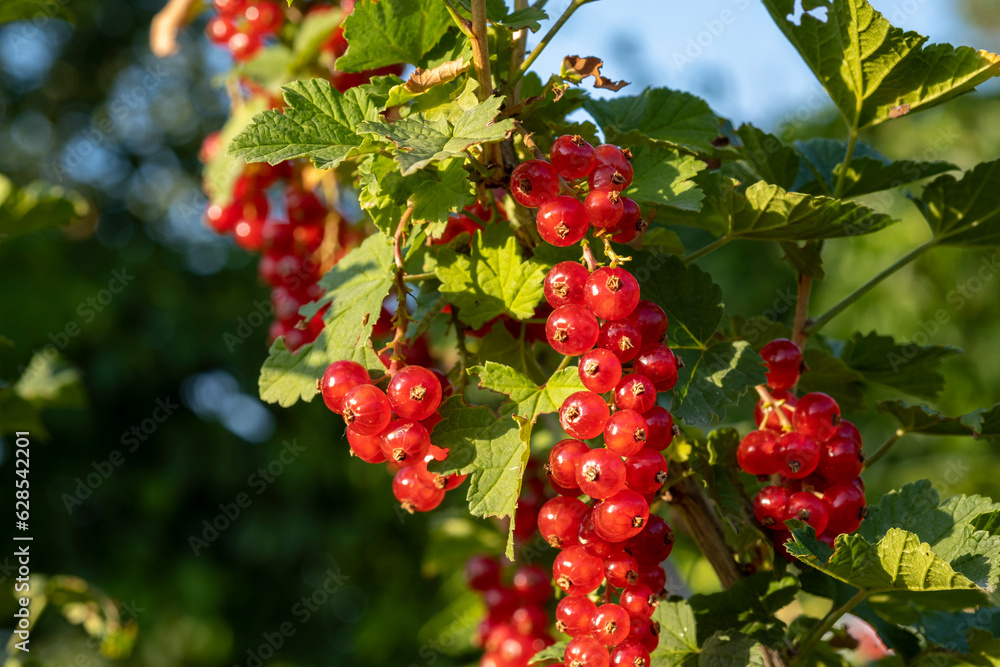 Ripe red currant on a bush in the garden. Organic, Environmentally friendly berry in the garden. Ripe red currant on a bush in the garden. Organic, Environmentally friendly berry in the garden.