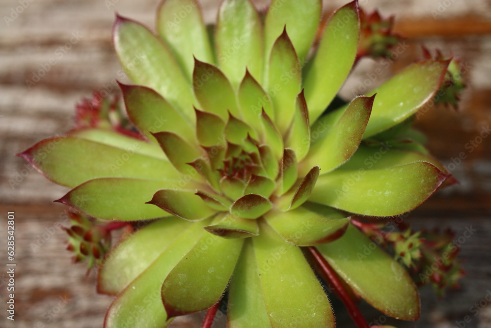 rojnik Ginger Nut Sempervivum rojnik Ginger Nut Sempervivum