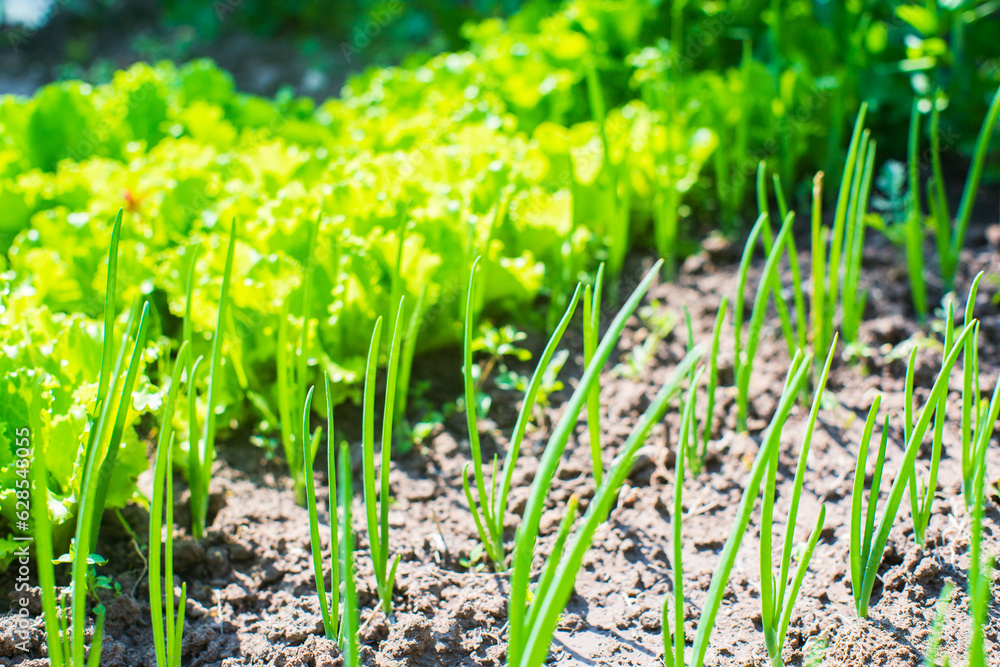Crops planted in soil get ripe under sun. Cultivated land close up with sprout. Agriculture plant growing in bed row. Green natural food Crops planted in soil get ripe under sun. Cultivated land close up with sprout. Agriculture plant growing in bed row. Green natural food