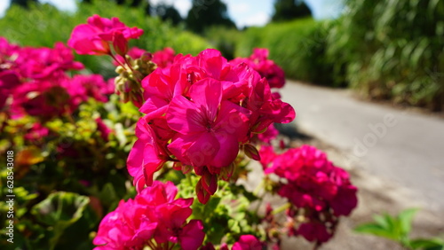 Colorful geranium flowers bloomed