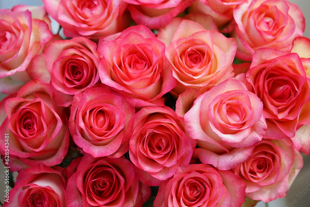 bouquet of roses bouquet of roses