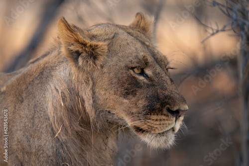 Close-up of adolescent male lion standing staring