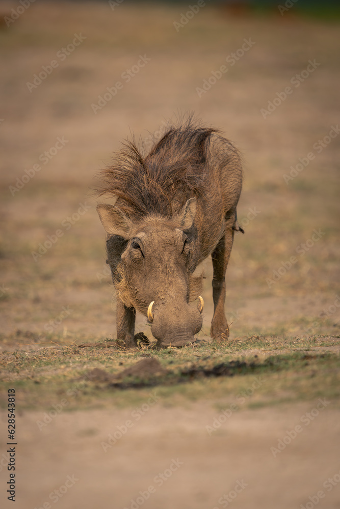 Fototapeta premium Female common warthog grazes on sandy ground