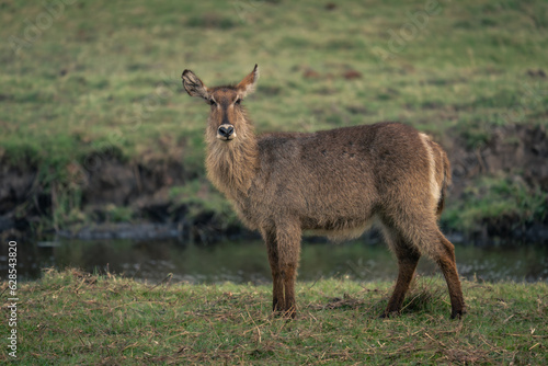 Female common waterbuck stands on grass riverbank