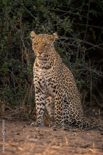 Female leopard sits by bush looking down