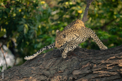 Female leopard turns round on tree trunk