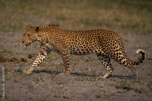 Female leopard crosses grassy sand in sunshine
