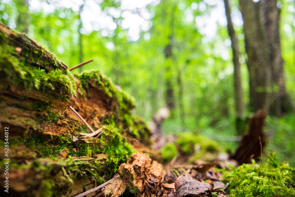 Close-up moss on a stump in the forest. Beautiful natural landscape. Selective focus in the foreground with a blurred background and copyspace Close-up moss on a stump in the forest. Beautiful natural landscape. Selective focus in the foreground with a blurred background and copyspace