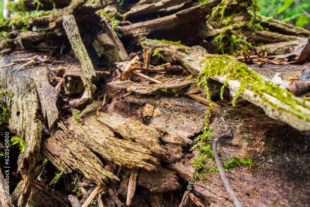 Beautiful surface of an old fallen tree. There are pieces of bark and some green moss. Selective focus in the foreground with a blurred background Beautiful surface of an old fallen tree. There are pieces of bark and some green moss. Selective focus in the foreground with a blurred background