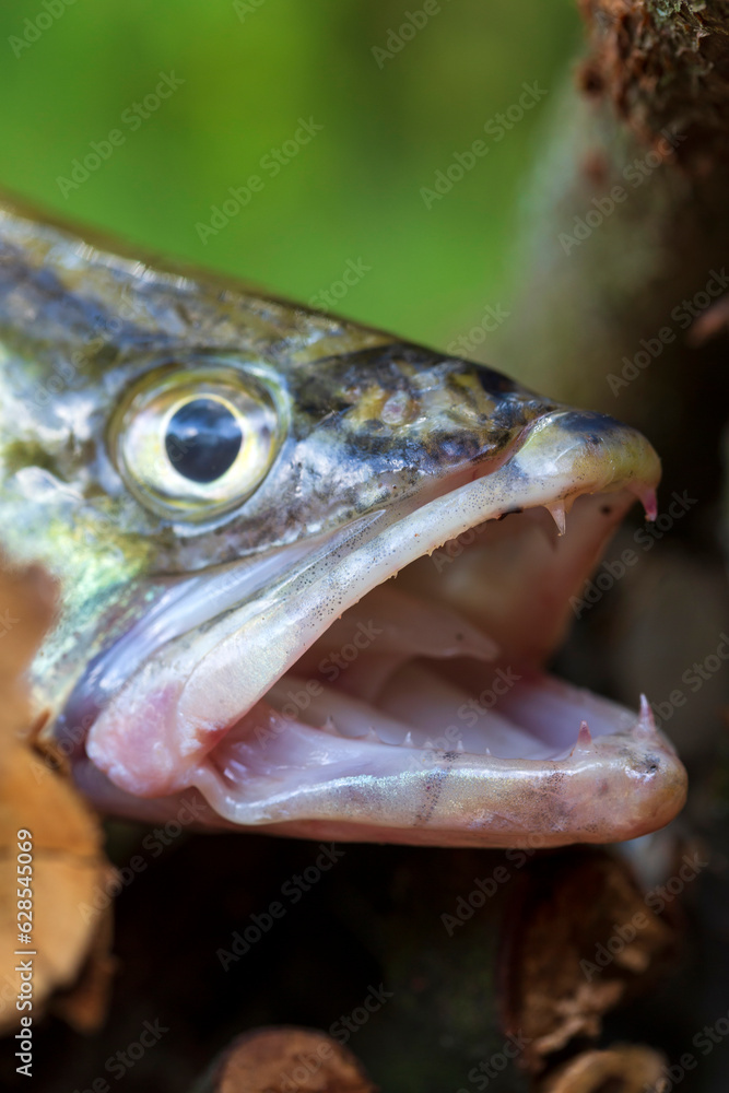 Zander and his Teeth in detail, the Fish from freshwater Deep, Sander lucioperca Zander and his Teeth in detail, the Fish from freshwater Deep, Sander lucioperca