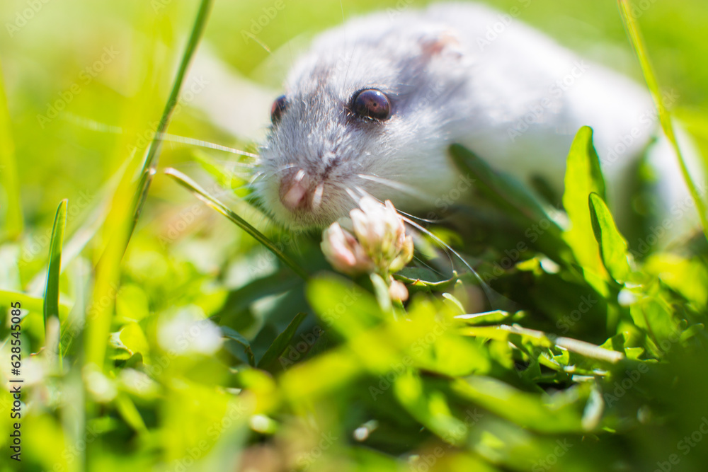 Close-up cute gray hamster sits on the grass. Domestic animal in nature. Animal on the green lawn. The concept of pets. Strong blurred background Close-up cute gray hamster sits on the grass. Domestic animal in nature. Animal on the green lawn. The concept of pets. Strong blurred background