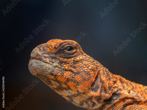 close up of a orange lizard uromastyx