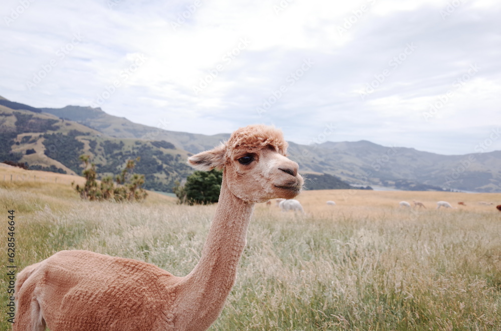 Obraz premium alpaca farm tour