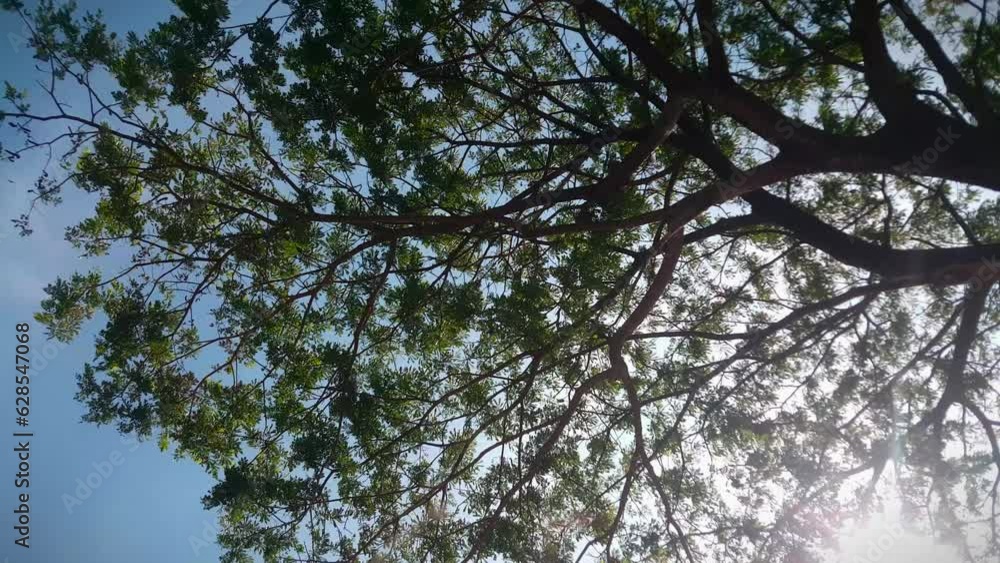 Blue sky during the day and shady shadows under the trees