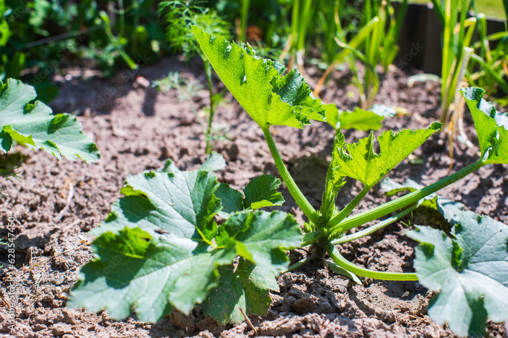 Fototapeta premium Pumpkin crops planted in soil get ripe under sun. Cultivated land close up with sprout. Agriculture plant growing in bed row. Green natural food crop