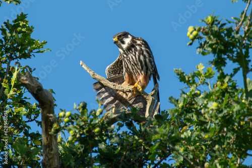 Hobby (Falco subbuteo) 'warbling', stretching to keep cool in summer photo
