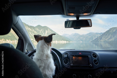 dog in the car. Funny jack russell terrier on the background of mountains. Transportation of a pet