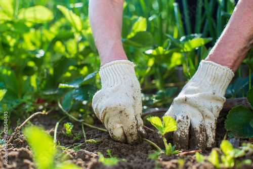 The farmer takes care of the plants in the vegetable garden on the farm. Gardening and plantation concept. Agricultural plants growing in garden beds