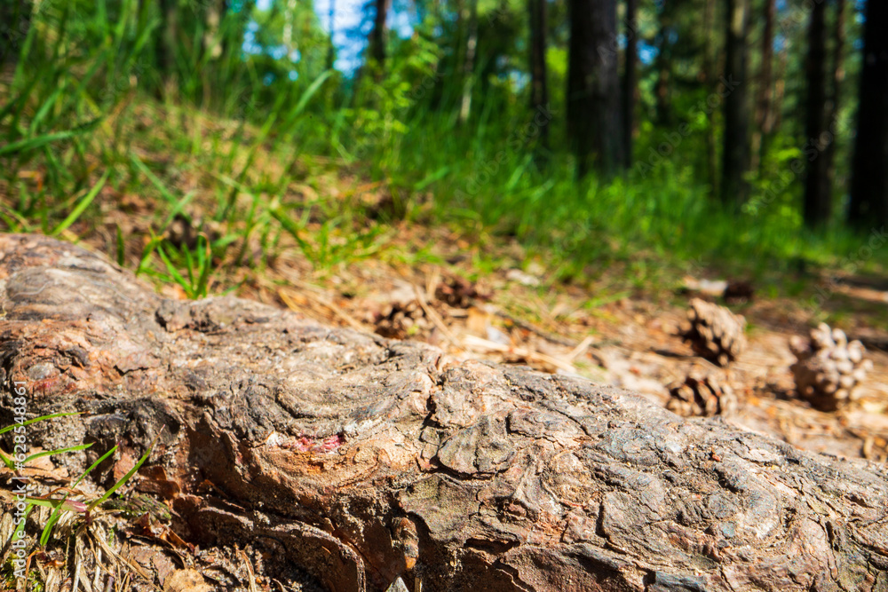 Close-up roots of pine in forest. Low point of view in nature landscape with strong blurry background. Ecology environment