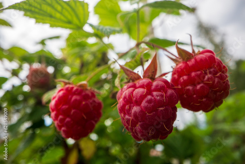 Ripe, juicy raspberry close-up. Garden fruit bush. Beautiful natural rural landscape. The concept of healthy food with vitamins
