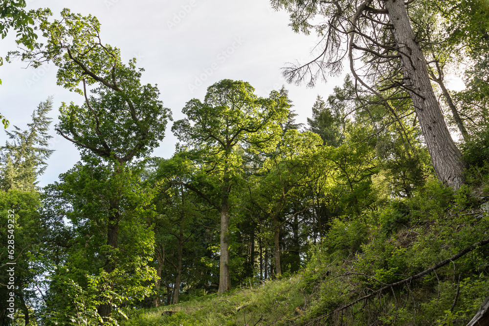 nature sceneries along the trail inside the Linn of Tummel woodland, Scotland
