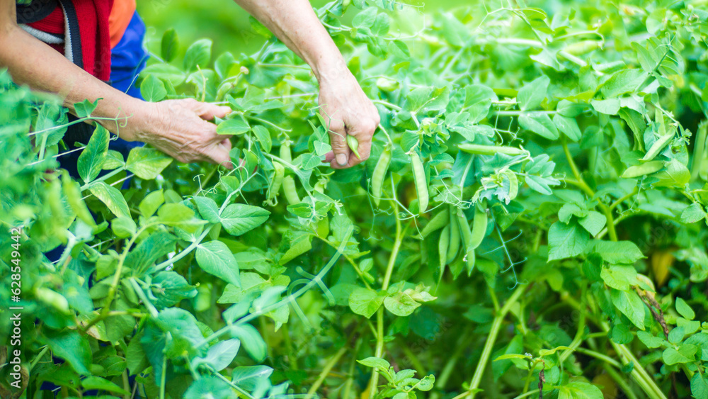 Naklejka premium Farmer's hands harvest crop of pea in the garden. Plantation work. Autumn harvest and healthy organic food concept close up with selective focus