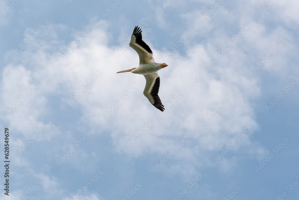 American White Pelican Flying In A Blue Sky American White Pelican Flying In A Blue Sky