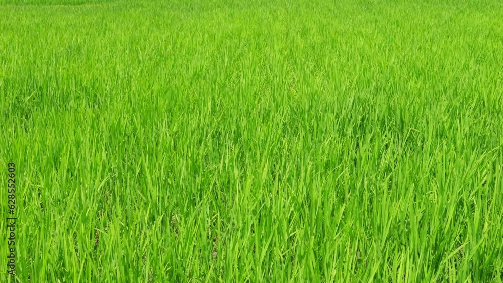 Rice swaying in the wind, rice fields in summer, agriculture Rice swaying in the wind, rice fields in summer, agriculture