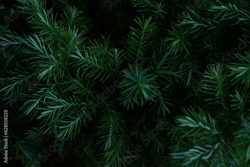 Christmas Background with beautiful green pine tree branch close up.