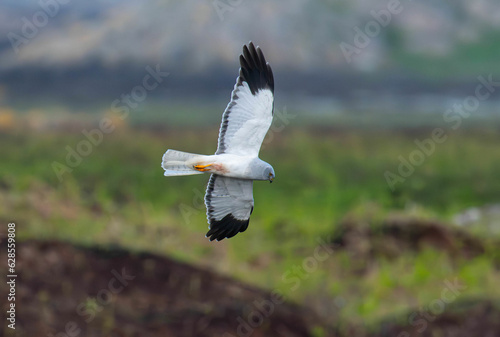 Male Hen Harrier (Circus cyaneus) hunting over a Scottish moor, May