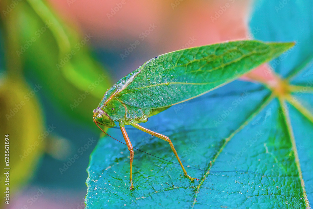A grasshopper disguised as a leaf (Microcentrum rhombifolium) A grasshopper disguised as a leaf (Microcentrum rhombifolium)