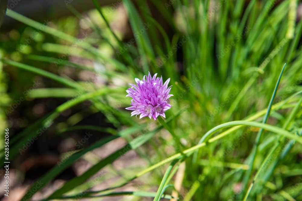 Obraz premium flower of a clover
