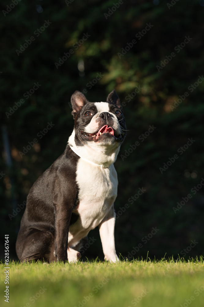 Lovely black and white boston terrier dog sitting after playing on grass