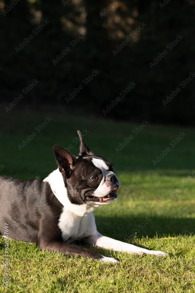 Beautiful black and white boston terrier dog resting on grass dog resting on grass