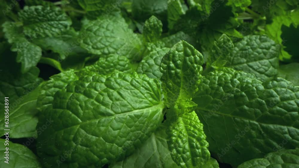 Fresh green leaves of mint. Lemon balm. Peppermint close up. Mint leaf texture in macro. Leaves pattern spearmint herbs Fresh green leaves of mint. Lemon balm. Peppermint close up. Mint leaf texture in macro. Leaves pattern spearmint herbs