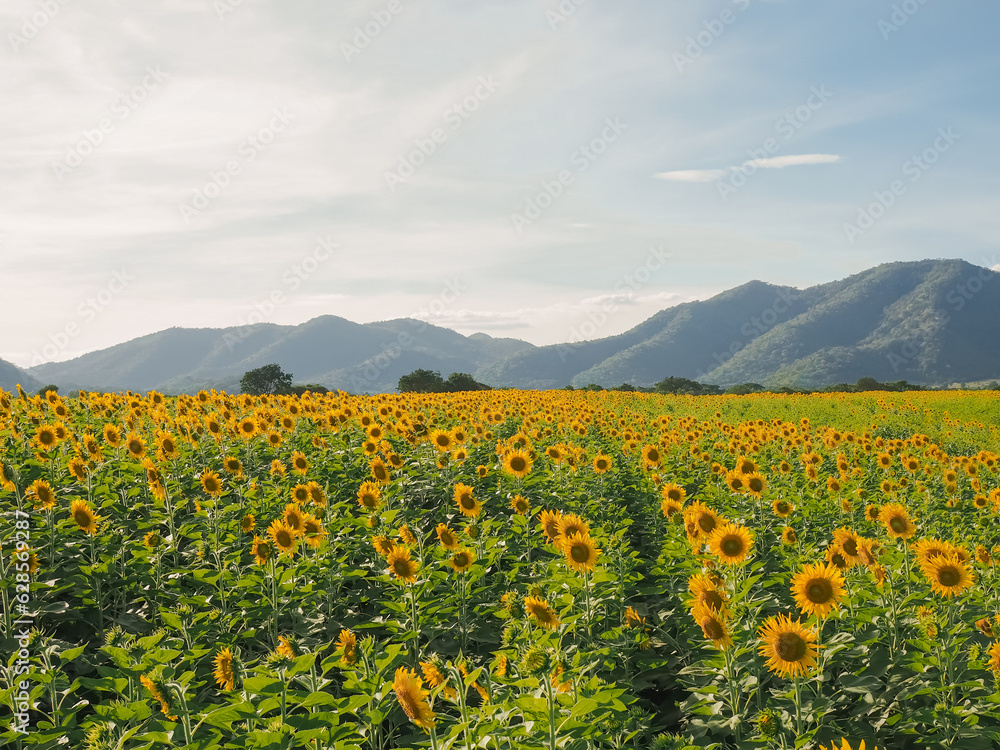 View of the sunflower filed with mountain background View of the sunflower filed with mountain background