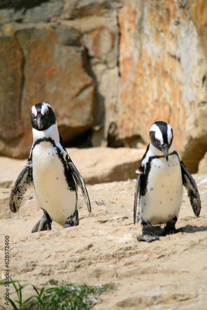 Fototapeta premium Jackass-penguins