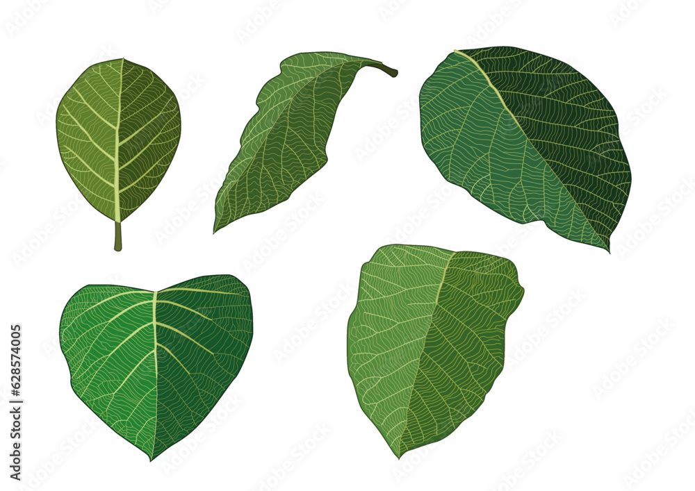 green Leaves fresh abstract isolated on white background illustration vector
green Leaves fresh abstract isolated on white background illustration vector