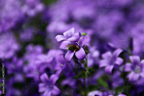 A bee on a campanula