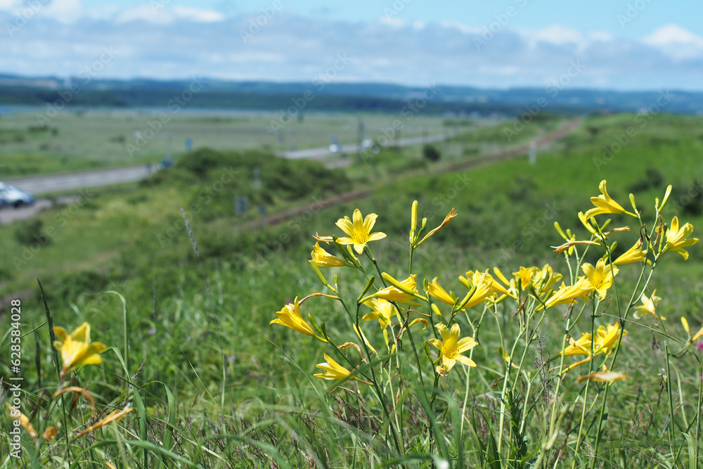 Yellow daylily on the blured background of grass field and the mountain. Yellow daylily on the blured background of grass field and the mountain.