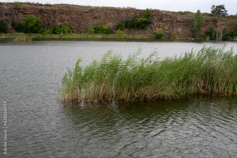 View of the green reeds in water View of the green reeds in water