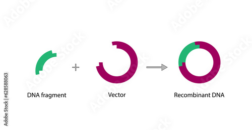 Plasmid. DNA fragment is inserted into a plasmid vector, resulting in  Recombinant DNA. Gene cloning, Molecular biology, recombinant subunit vaccines. Vector illustration.  photo