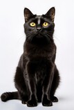 a black cat with yellow eyes on a white background