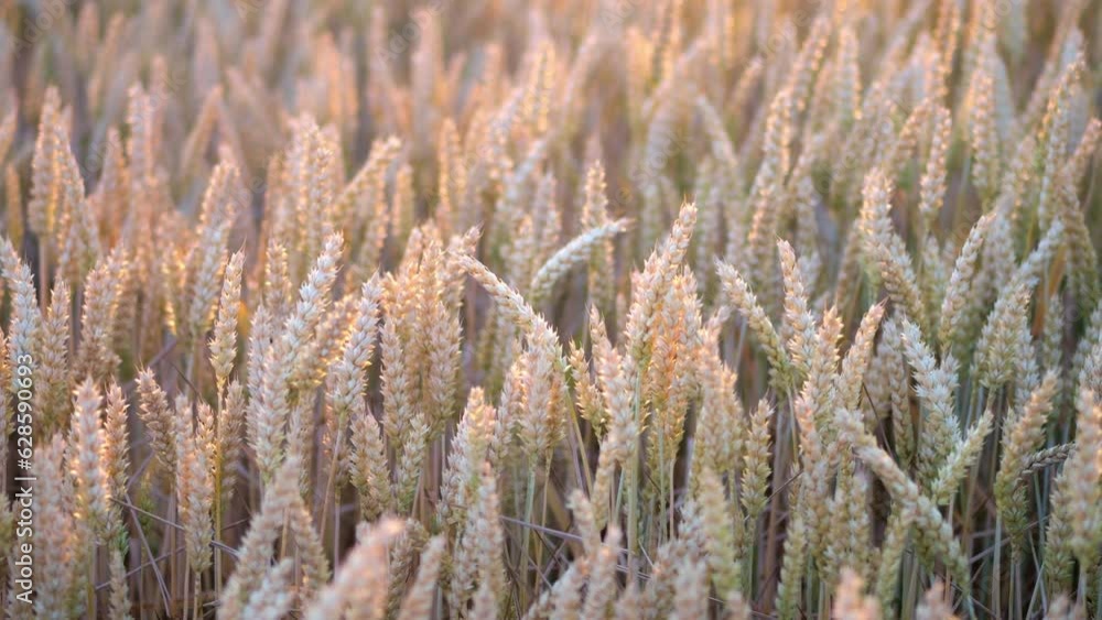Ears of ripening grain blowing in a gentle breeze, shot in slow motion at sunset Ears of ripening grain blowing in a gentle breeze, shot in slow motion at sunset