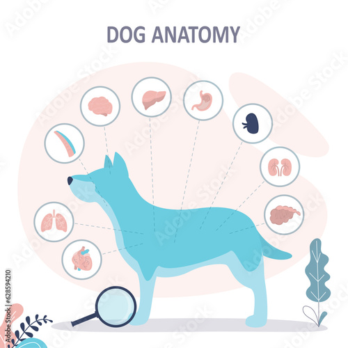 Anatomy of dog with inside organ structure examination. Educational labeled handout for zoology, infographic or poster template.