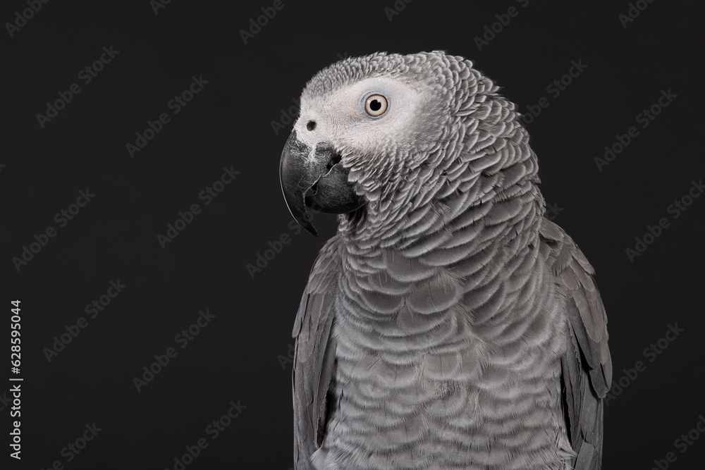 Obraz premium Portrait of an African Grey parrot on a black background seen from the side