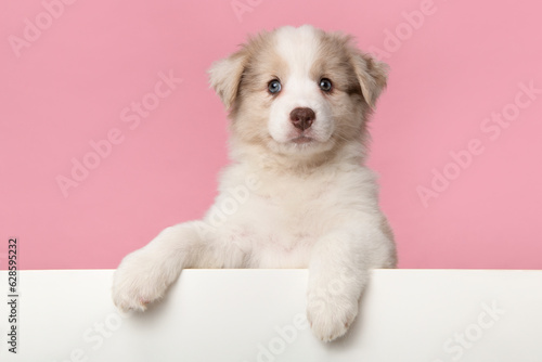 Portrait of cute australian shepherd puppy looking at the camera on a pink background and white underground