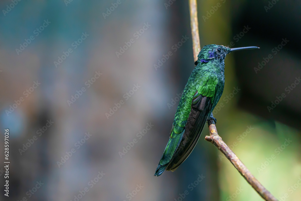 hummingbird (Sparkling violetear) on a branch