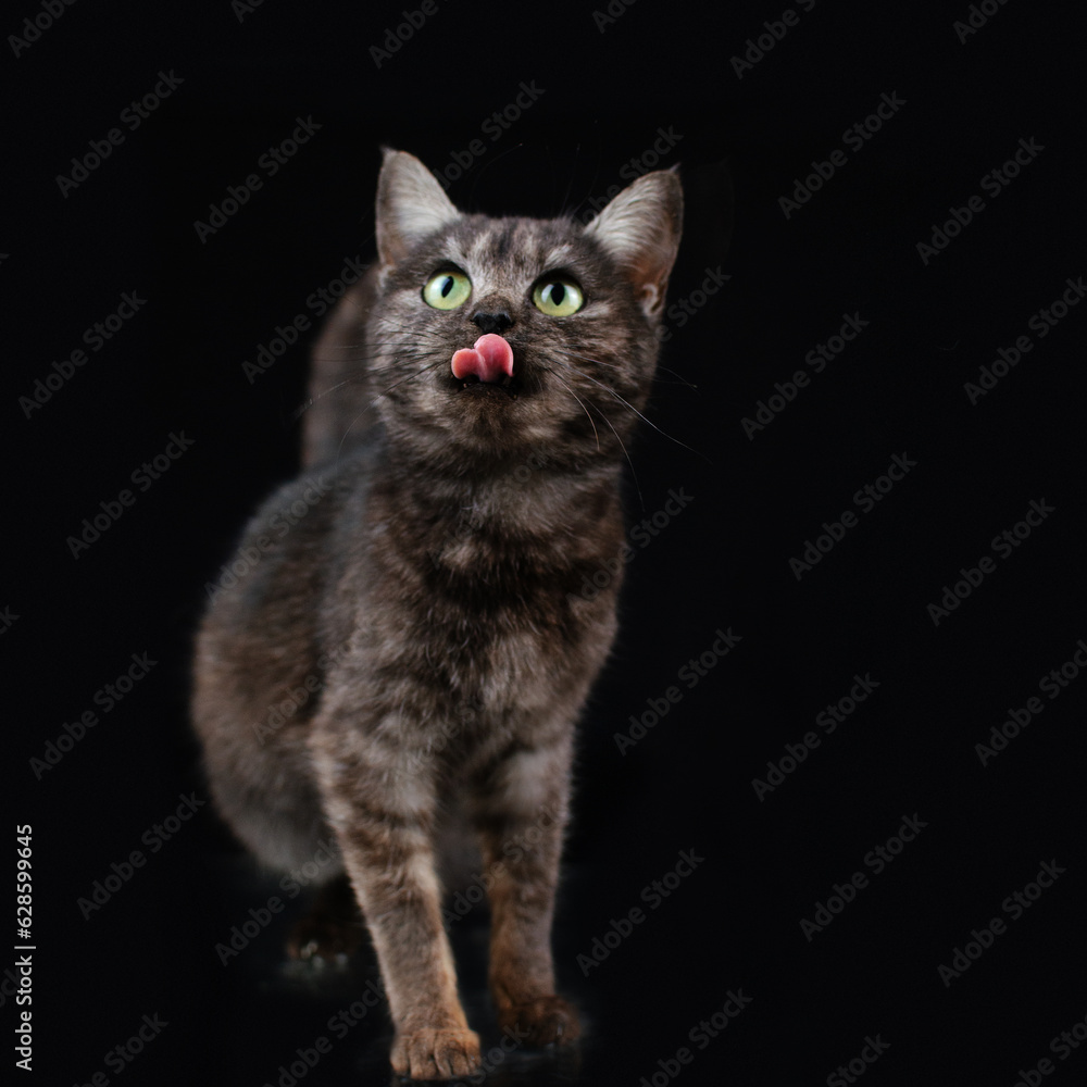 a domestic cat, an incredible portrait of a pet on a black background, an expressive look